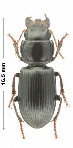 Acinopus gutturosus